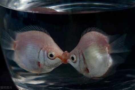 接吻魚飼養|接吻鱼怎么养？从选鱼到繁殖小鱼，这些经验能帮你养。